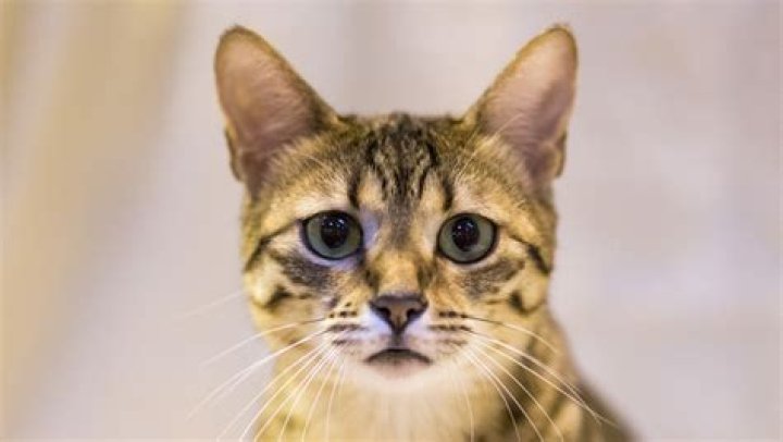 The Strongest Cat Breed In The World |