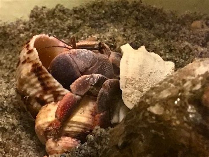 Unveiling The Secrets: Hermit Crab Molting Time-Lapse